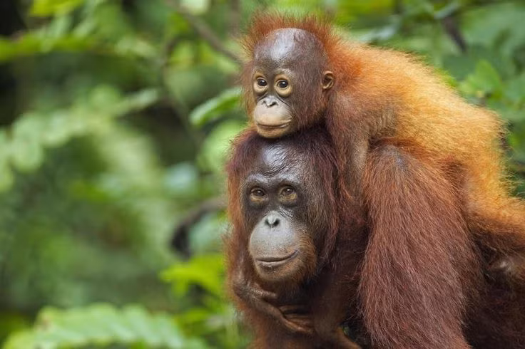  5. Sống đơn độc hơn so với các loài linh trưởng khác. Khác với tinh tinh hay khỉ đột sống theo đàn, đười ươi thường sống đơn độc, ngoại trừ mẹ và con cái của chúng. Ảnh: Pinterest.