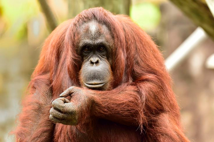  3. Đười ươi có DNA gần giống con người. Chia sẻ khoảng 97% - 98% DNA với con người, chúng có trí tuệ cao đáng ngạc nhiên với khả năng sử dụng công cụ. Ảnh: Pinterest.