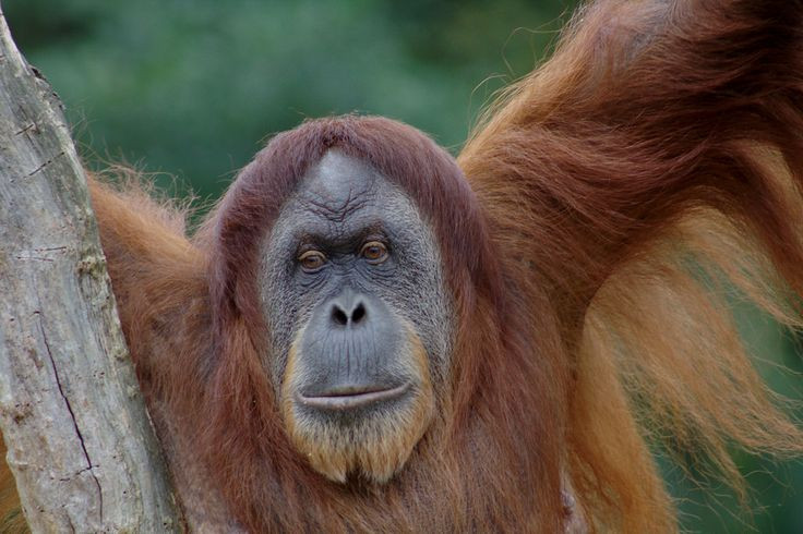  6. Có thể tư duy và học ngôn ngữ ký hiệu. Một số đười ươi nuôi trong môi trường có sự giám sát của con người đã học được ngôn ngữ ký hiệu, hiểu khái niệm về quá khứ và tương lai. Ảnh: Pinterest.