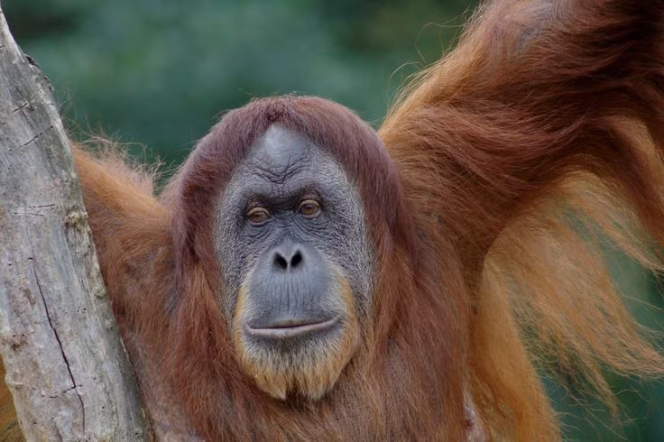  6. Có thể tư duy và học ngôn ngữ ký hiệu. Một số đười ươi nuôi trong môi trường có sự giám sát của con người đã học được ngôn ngữ ký hiệu, hiểu khái niệm về quá khứ và tương lai. Ảnh: Pinterest.