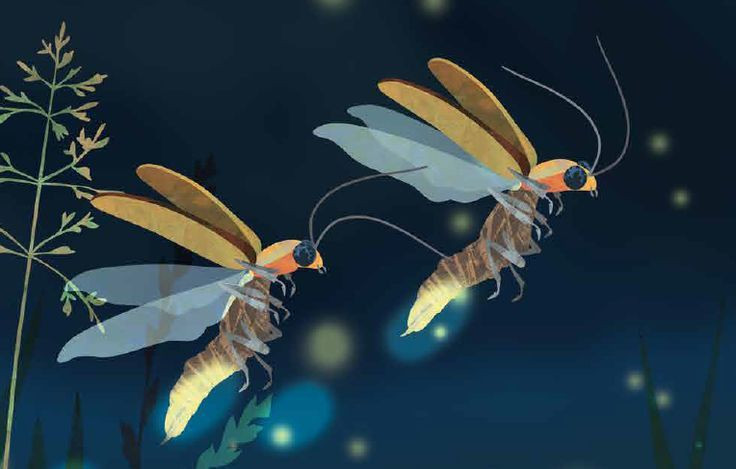  3. Ánh sáng của đom đóm có nhiều màu khác nhau. Tùy vào loài mà ánh sáng của đom đóm có thể là vàng, xanh lá, xanh dương hoặc cam đỏ. Điều này phụ thuộc vào cấu trúc của enzyme luciferase và điều kiện môi trường. Ảnh: Pinterest.