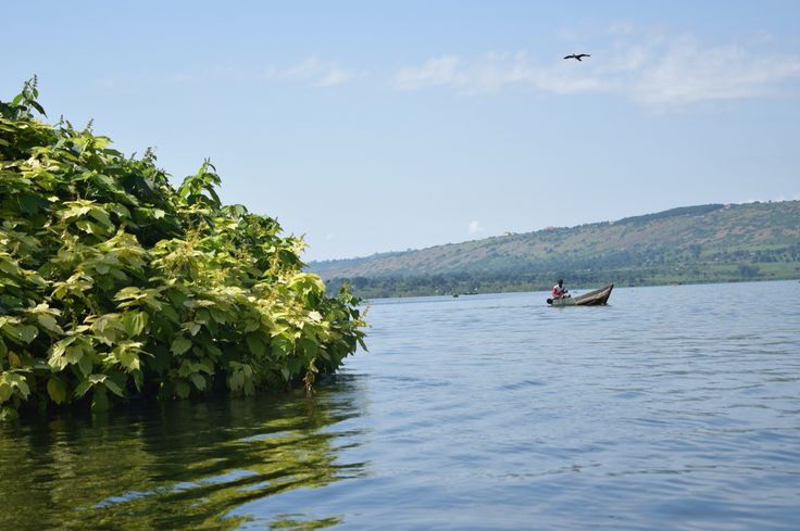  5. Sở hữu hệ sinh thái đa dạng. Hồ Victoria là nơi sinh sống của hơn 500 loài cá khác nhau, trong đó có nhiều loài đặc hữu, tuy nhiên, sự xâm lấn của cá rô sông Nile đã gây ra sự suy giảm nghiêm trọng đối với các loài cá bản địa. Ảnh: Pinterest.