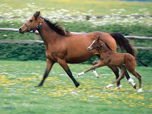  Họ thường lao tới ngay khi có thể, không tiếc công sức giúp đỡ người khác, không bao giờ đòi hỏi gì để đáp lại, không bao giờ vuốt ve người khác, và đôi khi thà làm sai bản thân chứ không làm sai cho người khác. 