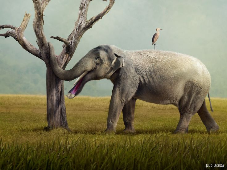  6. Sống khắp các châu lục. Hóa thạch Platybelodon được tìm thấy ở Châu Phi, Châu Á, Châu Âu và Bắc Mỹ, cho thấy loài này từng có phạm vi sinh sống rất rộng lớn. Ảnh: Pinterest.