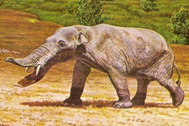  3. Từng bị cho là động vật sống ở đầm lầy. Ban đầu, các nhà cổ sinh vật học nghĩ rằng Platybelodon dùng răng dưới để xúc bùn và thực vật thủy sinh, giống như hà mã. Nhưng sau này, họ phát hiện nó thực sự ăn thực vật cứng hơn. Ảnh: Pinterest.