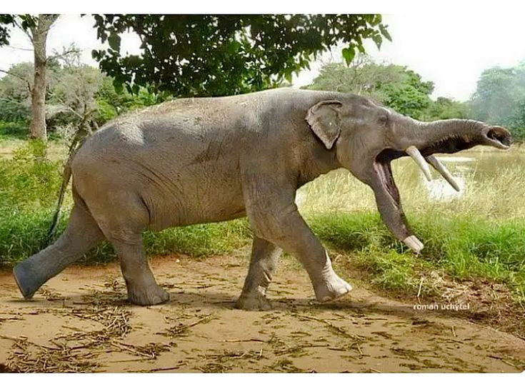  4. Là họ hàng xa của voi hiện đại. Platybelodon thuộc họ Gomphotheriidae, họ hàng xa của voi ngày nay. Nó có họ hàng với loài Amebelodon, cũng có răng dưới hình xẻng. Ảnh: Pinterest.