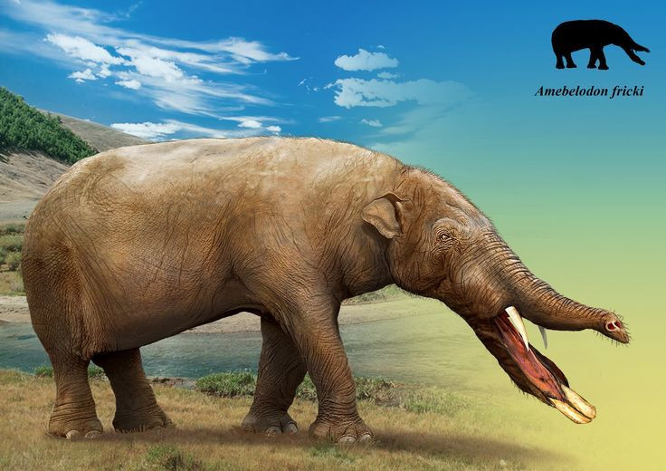  5. Không to lớn như voi ngày nay. Platybelodon có kích thước trung bình, dài khoảng 3–4 mét và nặng khoảng 1–2 tấn, nhỏ hơn nhiều so với voi châu Phi hiện đại. Ảnh: Pinterest.