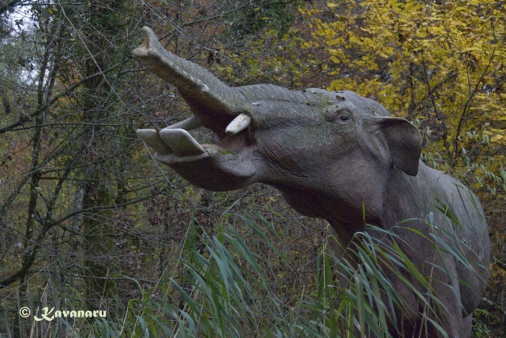  8. Được tái hiện trong nhiều phim tài liệu. Platybelodon xuất hiện trong các phim tài liệu khoa học như "Walking with Beasts" và nhiều mô hình trong bảo tàng, do ngoại hình độc đáo của nó. Ảnh: Pinterest.