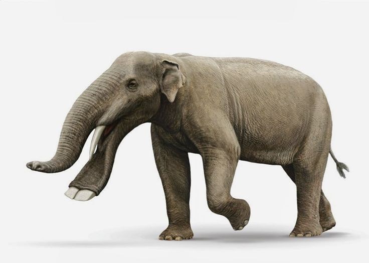  7. Có thể đã diệt vong vì môi trường thay đổi. Khoảng 4 triệu năm trước, khí hậu thay đổi khiến nhiều khu rừng biến mất, và những loài ăn thực vật mềm như Platybelodon có thể đã gặp khó khăn trong việc tìm thức ăn. Ảnh: Pinterest.