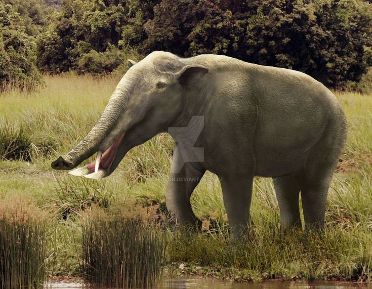  2. Được gọi là "voi xẻng". Tên gọi Platybelodon có nghĩa là "voi răng rộng", nhưng nhiều nhà khoa học còn gọi nó là "voi xẻng" do hình dáng kỳ lạ của cặp răng dưới. Ảnh: Pinterest.