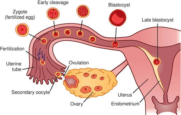  5. Một số bệnh lý hiếm gặp có thể tạo ra hiện tượng gần giống sinh sản vô tính. Có những trường hợp hiếm hoi, như thai trinh, trong đó một trứng có thể phát triển mà không cần tinh trùng, nhưng những phôi này thường không phát triển thành một cơ thể hoàn chỉnh. Ảnh: Pinterest.