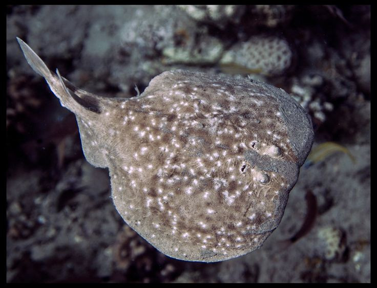  9. Người Hy Lạp và La Mã cổ đại từng sử dụng cá đuối điện để giảm đau. Các thầy thuốc cổ đại từng sử dụng cá đuối điện để giảm đau và điều trị bệnh thần kinh bằng cách cho bệnh nhân tiếp xúc với dòng điện sinh học từ loài cá này. Ảnh: Pinterest.