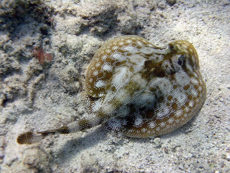  8. Ít nguy hiểm với con người. Dòng điện của cá đuối điện có thể gây tê hoặc sốc nhẹ, nhưng không đủ để giết người. Tuy nhiên, nếu chạm phải một con cá đuối điện lớn dưới nước, bạn có thể bị choáng váng và mất phương hướng. Ảnh: Pinterest.