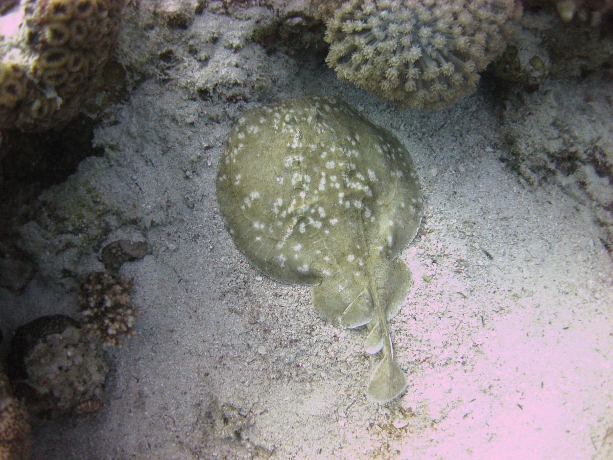  7. Có hơn 60 loài cá đuối điện. Các loài cá đuối điện được chia làm hai họ Torpedinidae và Narcinidae. Chúng được tìm thấy ở nhiều vùng biển trên thế giới, từ nước nông đến độ sâu hơn 1.000 m. Ảnh: Pinterest.