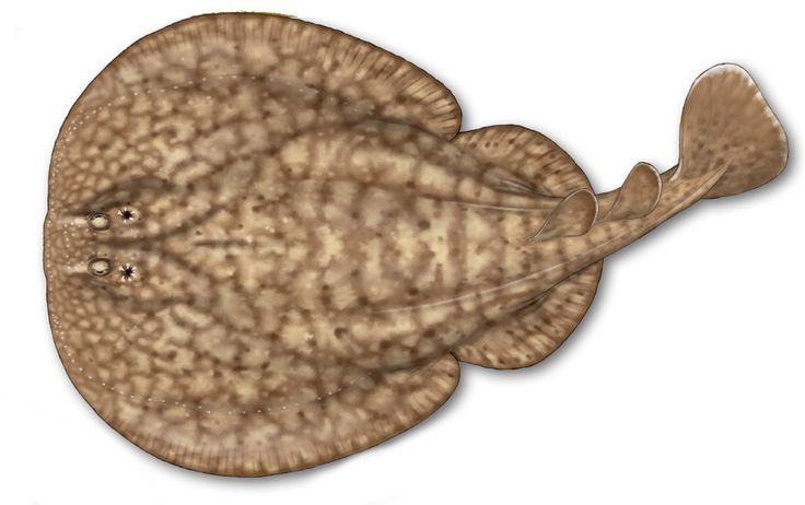  2. Cá đuối điện có thể phát ra dòng điện mạnh tới 220V. Một số loài cá đuối điện, như Torpedo nobiliana, có thể tạo ra dòng điện lên đến 220 volt – đủ mạnh để làm tê liệt con mồi hoặc gây sốc cho kẻ thù. Ảnh: Pinterest.