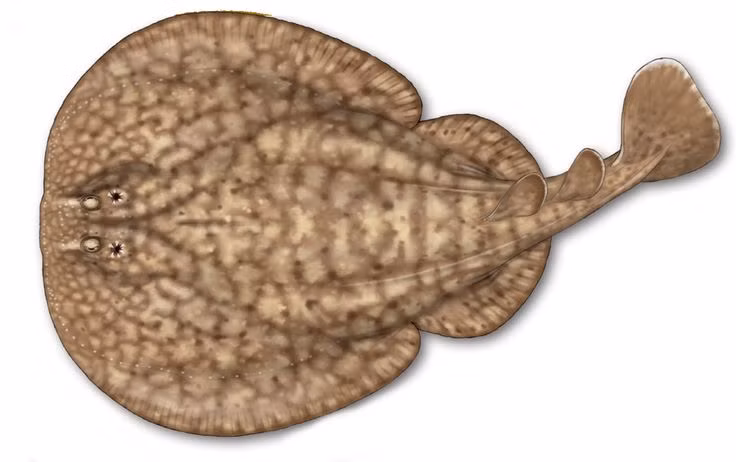  2. Cá đuối điện có thể phát ra dòng điện mạnh tới 220V. Một số loài cá đuối điện, như Torpedo nobiliana, có thể tạo ra dòng điện lên đến 220 volt – đủ mạnh để làm tê liệt con mồi hoặc gây sốc cho kẻ thù. Ảnh: Pinterest.