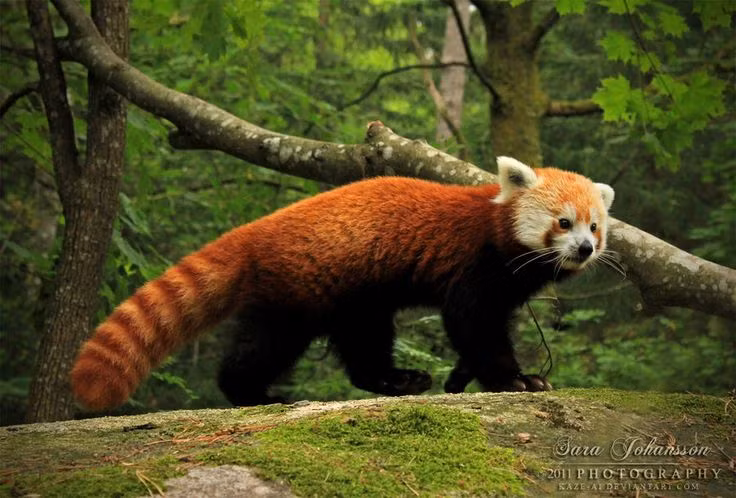  1. Không phải gấu trúc. Mặc dù có tên là " gấu trúc đỏ" (red panda), nhưng chúng không có họ hàng gần với gấu trúc khổng lồ. Thực tế, gấu trúc đỏ thuộc họ Ailuridae, một họ riêng biệt, và có quan hệ gần với chồn hơn là gấu. Ảnh: Pinterest.