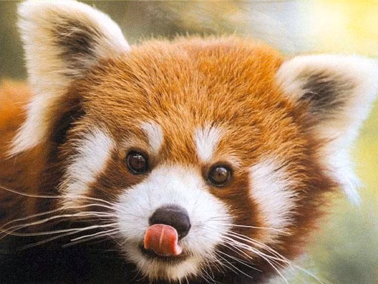  2. Là loài ăn tạp nhưng thích tre nứa. Gấu trúc đỏ chủ yếu ăn tre, nhưng không như gấu trúc khổng lồ chỉ ăn tre, chúng còn ăn cả hoa quả, trứng, côn trùng và thậm chí là chim nhỏ. Ảnh: Pinterest.