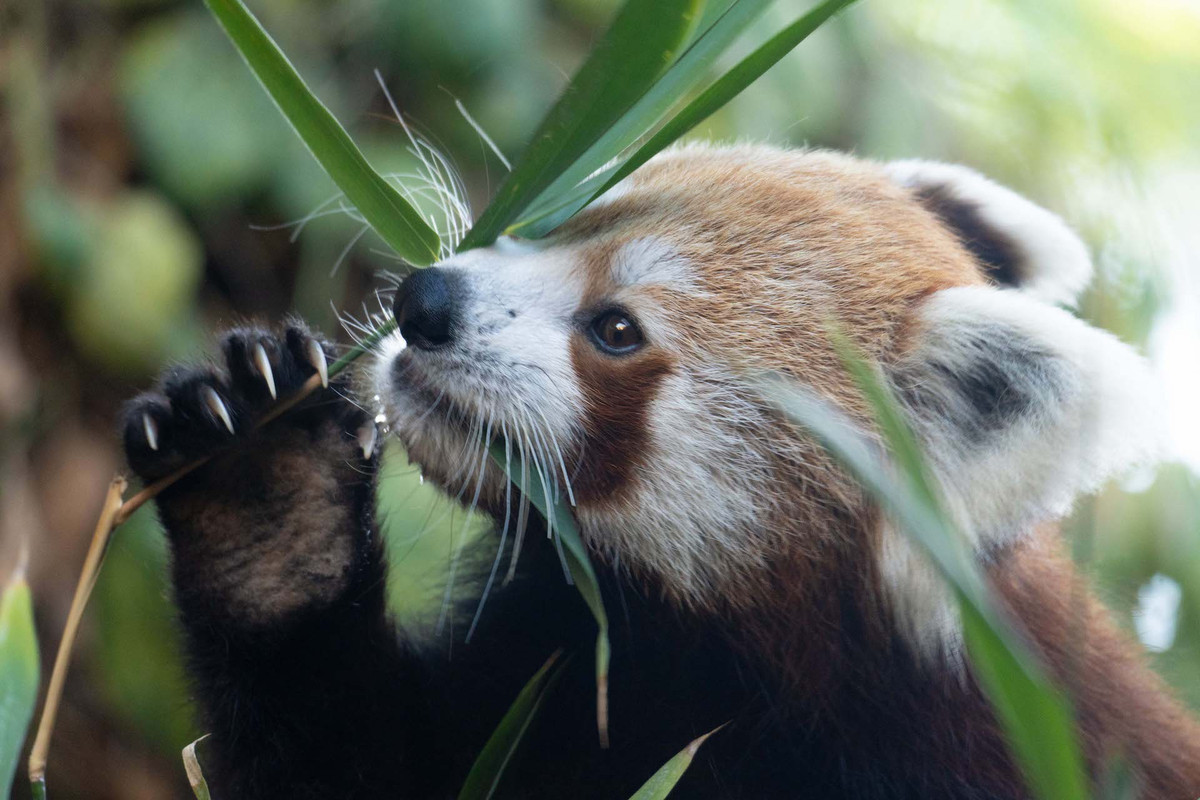  3. Có “ngón tay giả”. Giống như gấu trúc khổng lồ, gấu trúc đỏ có một "ngón tay giả" – thực chất là một phần mở rộng của xương cổ tay – giúp chúng dễ dàng cầm nắm và ăn tre. Ảnh: bioparcfuengirola.est.