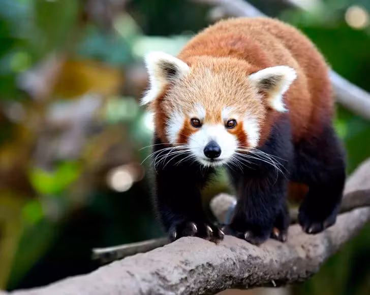  4. Chuyên gia leo trèo. Chúng có móng vuốt sắc bén và cổ chân linh hoạt, có thể xoay 180 độ, giúp leo trèo và bám chặt vào cành cây dễ dàng. Điều này giúp chúng có thể trốn tránh kẻ săn mồi hiệu quả. Ảnh: Pinterest.