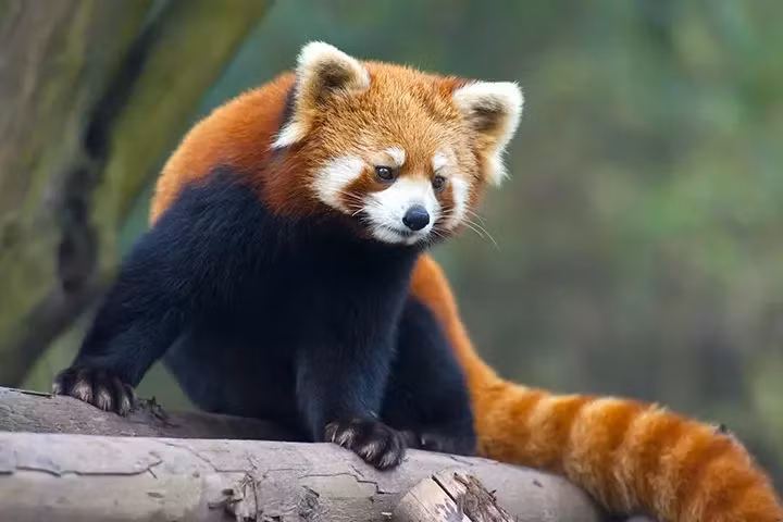  5. Chiếc đuôi dài như “chăn ấm”. Gấu trúc đỏ có chiếc đuôi dài, rậm rạp không chỉ giúp chúng giữ thăng bằng khi leo trèo mà còn đóng vai trò như một chiếc "chăn" để giữ ấm trong mùa đông lạnh giá. Ảnh: Pinterest.