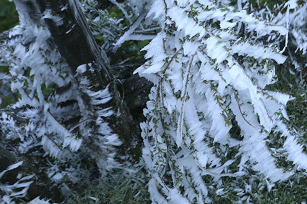Mien Bac co noi ret 0 do, kha nang xay ra mua tuyet dip Tet Duong lich
