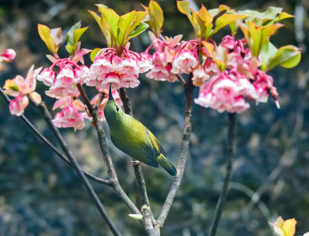 Đà Nẵng là thành phố trực thuộc Trung ương, hiện chỉ có 2 huyện là Hòa Vang và Hoàng Sa, cùng 6 quận: Cẩm Lệ, Hải Châu, Liên Chiểu, Ngũ Hành Sơn, Sơn Trà, Thanh Khê. Trong ảnh là vẻ đẹp của hoa đào chuông tại vùng Bà Nà - Núi Chúa thuộc huyện Hòa Vang, TP Đà Nẵng. Ảnh: BaNaHills.