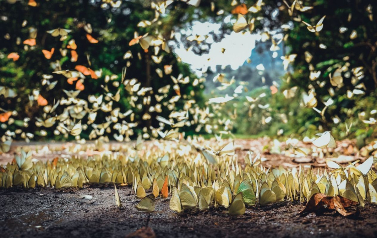 Vườn quốc gia Cúc Phương thuộc địa phận 3 tỉnh Ninh Bình, Hòa Bình và Thanh Hóa. Được thành lập năm 1962, đây chính là vườn quốc gia đầu tiên của Việt Nam. Theo thông tin giới thiệu vườn, Cúc Phương có đặc trưng là rừng mưa nhiệt đới, xanh quanh năm, với hệ động thực vật rất phong phú. Nơi đây cũng là điểm ngắm bướm lý tưởng của nhiều du khách. Ảnh: Hàn Việt Anh.