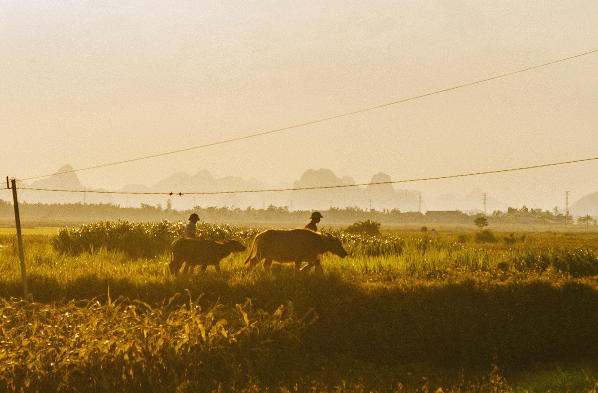 Ngam bo anh lang que mien Trung cua chang trai 9X-Hinh-9