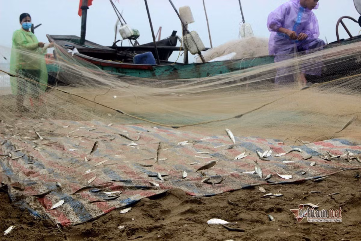 Cá trích thường đi theo đàn. Ngư dân dùng tấm lưới dài khoảng 1.000 mét, rộng khoảng 10 mét để đánh bắt. Từ sau Tết Nguyên đán đến nay, cá trích di chuyển vào gần bờ để kiếm ăn nên sản lượng tương đối nhiều.