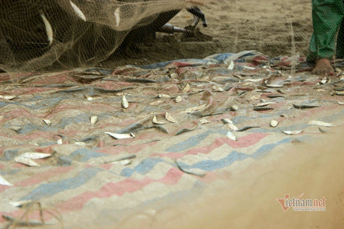 Cá trích nhiều nhất vào khoảng tháng 2 đến tháng 4 dương lịch nên ngư dân tranh thủ đi biển đều đặn mỗi ngày.