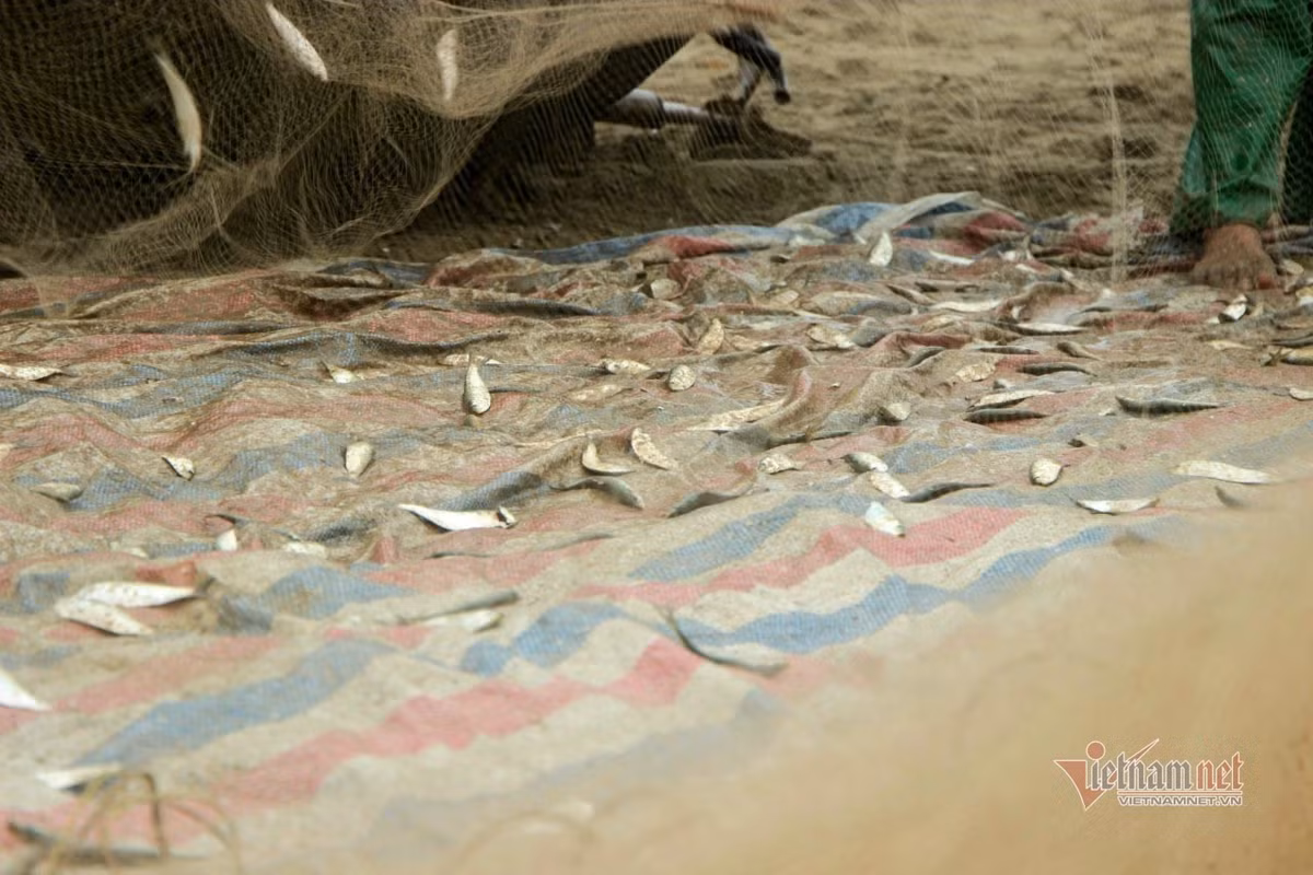 Cá trích nhiều nhất vào khoảng tháng 2 đến tháng 4 dương lịch nên ngư dân tranh thủ đi biển đều đặn mỗi ngày.