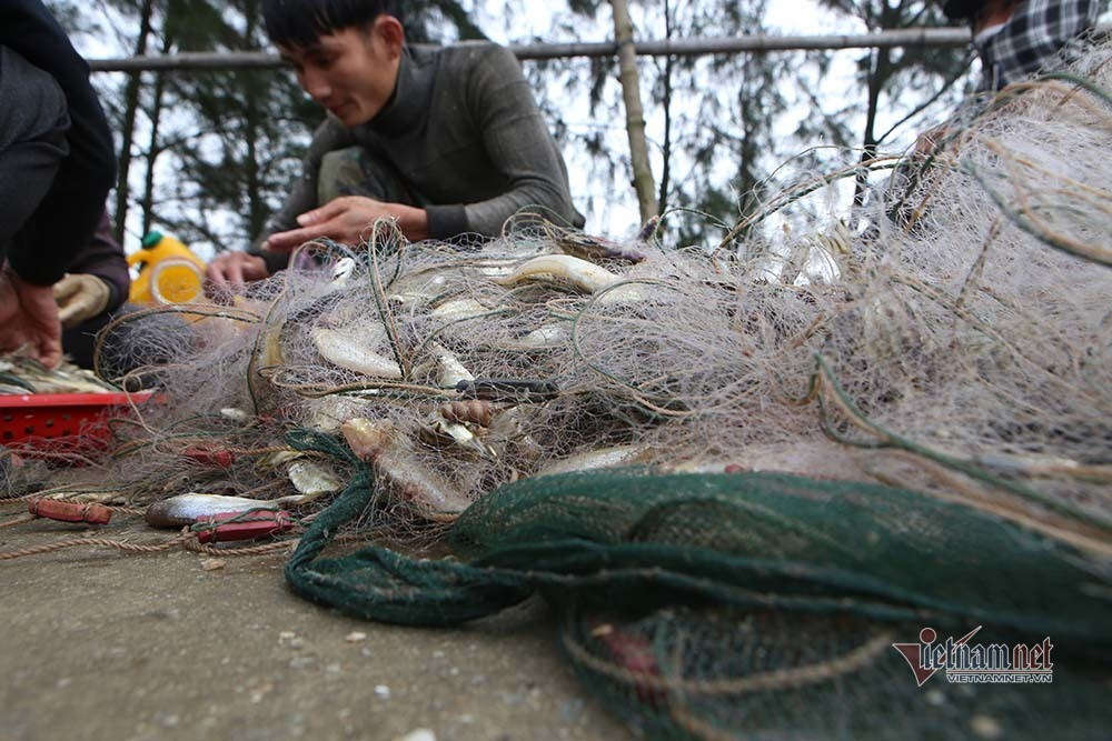 Cá đục sinh sống gần bờ, có thân nhỏ, thon, dài khoảng 10-15cm. Ngư dân chỉ cần đánh bắt gần bờ là có thể thu về tiền triệu mỗi ngày