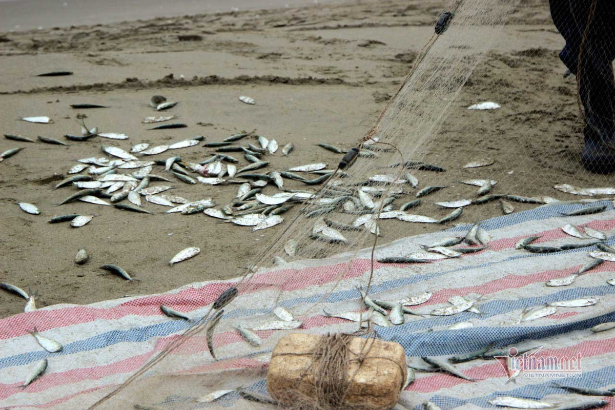 Mỗi chuyến ra khơi, mỗi tàu cá có thể đánh bắt được khoảng 300kg cá