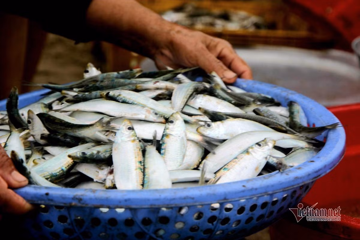Sau khi thuyền vào bờ, ngư dân nhặt cá rửa sạch cát, bán lại cho các thương lái. Cá trích chế biến bằng các món ăn như nướng... hoặc bán lại cho các cơ sở thu mua làm nước mắm