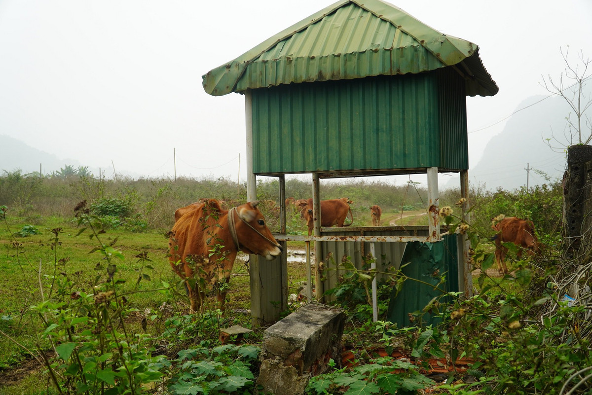 Phía trong, nhiều nơi trở thành nơi chăn thả trâu bò, ao nuôi cá.