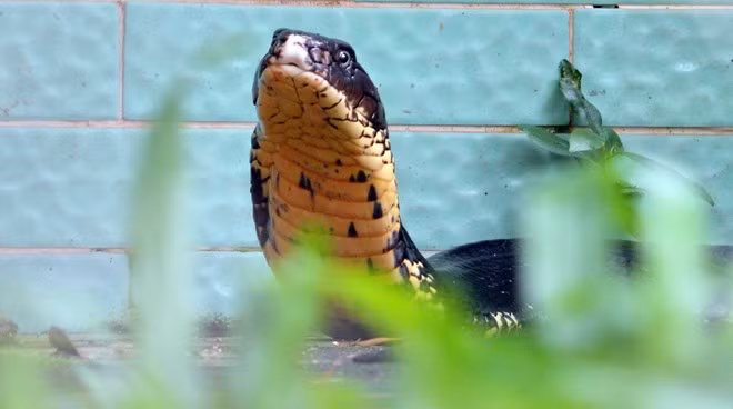 Theo Trung tá Vũ Ngọc Lương - bác sĩ chuyên khoa 1, chuyên nghiên cứu về rắn độc của trại Đồng Tâm - hổ mang chúa đã 15 tuổi này là con rắn lớn nhất và cũng là "viên ngọc" của trại hiện nay. Do đã lớn tuổi, hổ mang chúa ít hoạt động, thường nằm một chỗ nên nhiều nơi trên cơ thể có... rêu bám.