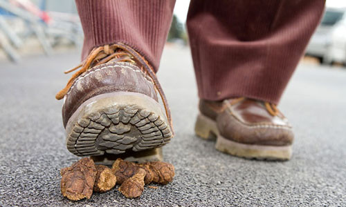 Tuy nhiên, đối với một số người, việc giẫm phải phân chó là điềm may mắn đối với người vô tình giẫm phải "mìn" trên đường.