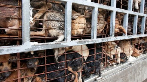 Thêm vào đó, Kênh truyền hình Channel 4 (Anh) đã thực hiện phóng sự về nạn trộm cắp và buôn bán thịt chó ở Việt Nam, khiến nhiều người bị sốc. Nhà báo Nelufar Hedayat đã điều tra và sốc khi biết rằng, hàng nghìn con chó bị nhồi cơm mỗi ngày để tăng trọng lượng trước khi bị xẻ thịt.