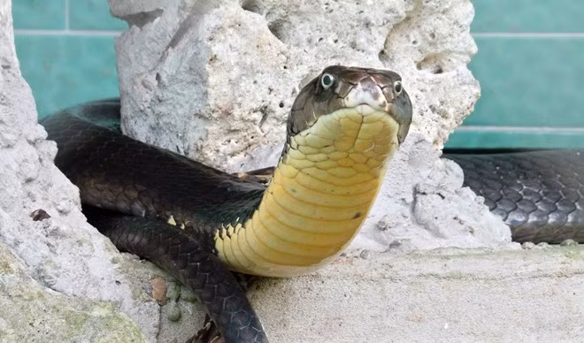 Hổ mang chúa này khá linh hoạt và phản ứng rất nhanh với những tiếng động phát ra gần chuồng. Các con rắn hổ mang chúa ở đây đều đang trong thời gian cho nọc, trung bình 3 tháng/lần. Nọc của chúng rất quý, dùng sản xuất huyết thanh trị rắn cắn và điều chế các loại thuốc khác.