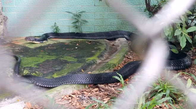 Có con rất hung dữ, thấy người là phùng mang đe dọa, tấn công. Con hổ mang chúa 15 tuổi, nặng 12 kg, dài gần 4 mét đang được nuôi dưỡng tại trại rắn Đồng Tâm (xã Bình Đức, huyện Châu Thành, Tiền Giang). Nhiều du khách đến tham quan đều giật mình, có người không dám đến gần vì chưa bao giờ thấy con rắn nào to như trăn.