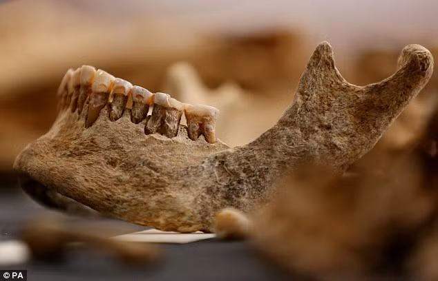 Thông qua sự phát triển của công nghệ, các chuyên gia đã giám định xương, răng cũng như con dao găm trên để truy tìm danh tính của bộ xương hơn 4.000 năm tuổi.