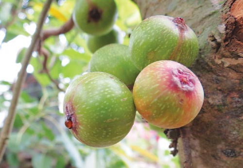 Sung là một loại quả có tác dụng chữa nhiều bệnh như một số bệnh ung thư, viêm loét dạ dày, sỏi mật và còn có tác dụng chữa bệnh trĩ rất hiệu quả. Theo Đông y, quả sung có vị ngọt, tính bình, vào 2 kinh Túc thái âm tỳ và Túc dương minh đại tràng.