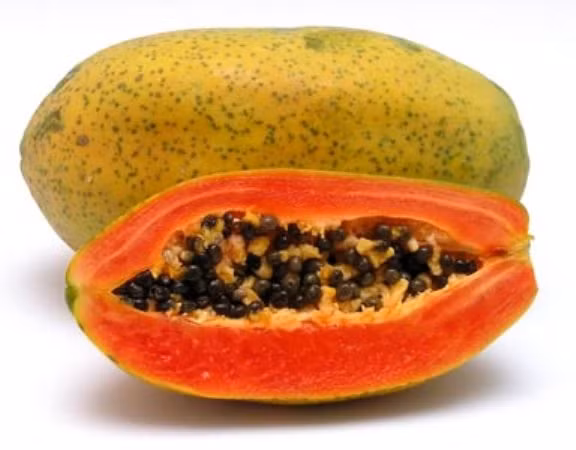 Mạch máu của búi trĩ sẽ co thắt lại như bôi thuốc co mạch trực tiếp. Làm như vậy cho đến khi thấy búi trĩ biến mất thì ngưng. Phương pháp này áp dụng tới khi người bệnh thấy búi trĩ biến mất thì ngừng sử dụng. Lưu ý, nên chọn đu đủ xanh còn tươi và có nhiều nhựa.