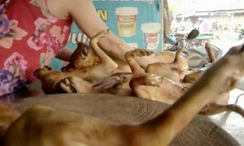 Nhu cầu ăn thịt chó của người dân Việt Nam khá lớn dẫn đến nguồn cung trong nước không đủ. Do vậy, thị trường chợ đen phát triển và đem lại nguồn thu béo bở cho bọn trộm chó, khiến hàng trăm nghìn con chó được chở lậu từ Thái Lan sang Việt Nam.
