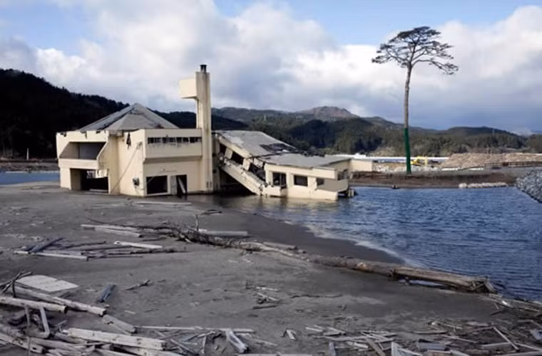 Ngày 11/3/2011, trận động đất và sóng thần Tohoku đã tấn công Nhật Bản. Toàn bộ khu rừng ở Iwateg gồm 70.000 cây bị cuốn trôi thì chỉ có một cây thông duy nhất vẫn trụ vững trước phong ba bão táp. Sau sự kiện đó, cây thông này được gọi là "cây thông kỳ diệu" - biểu tượng của niềm hy vọng sau đợt thiên tai kinh hoàng năm 2011.