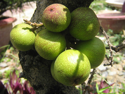 Có tác dụng kiện tỳ thanh tràng (tăng cường tiêu hóa và làm sạch ruột), tiêu thũng, giải độc. Dùng chữa tiêu hóa bất lương (tiêu hóa kém), viêm ruột, kiết lỵ, đại tiện bí kết, trĩ sang (trĩ lở loét), thoái giang (lòi rom, sa trực tràng)…