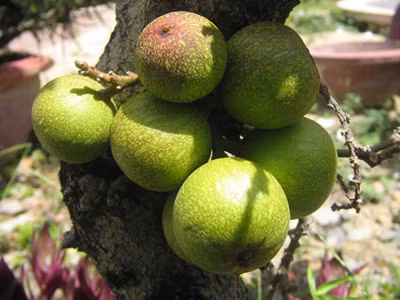 Có tác dụng kiện tỳ thanh tràng (tăng cường tiêu hóa và làm sạch ruột), tiêu thũng, giải độc. Dùng chữa tiêu hóa bất lương (tiêu hóa kém), viêm ruột, kiết lỵ, đại tiện bí kết, trĩ sang (trĩ lở loét), thoái giang (lòi rom, sa trực tràng)…