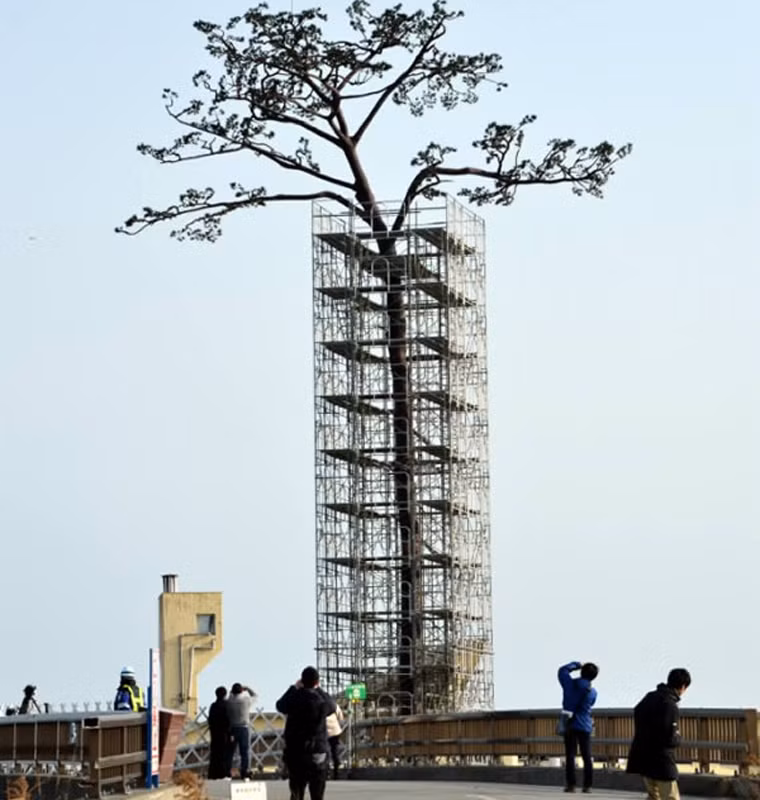 Cây thông hơn 170 tuổi này đã đứng vững trước 3 đợt sóng thần lớn xảy ra vào các năm 1896, 1933 và 2011. Đến tháng 9/2012, "cây thông kỳ diệu" chết và được chính quyền lên kế hoạch bảo tồn bằng cách cắt thành từng khúc và được chăm sóc cẩn thận trước khi được ghép lại với nhau như cũ.