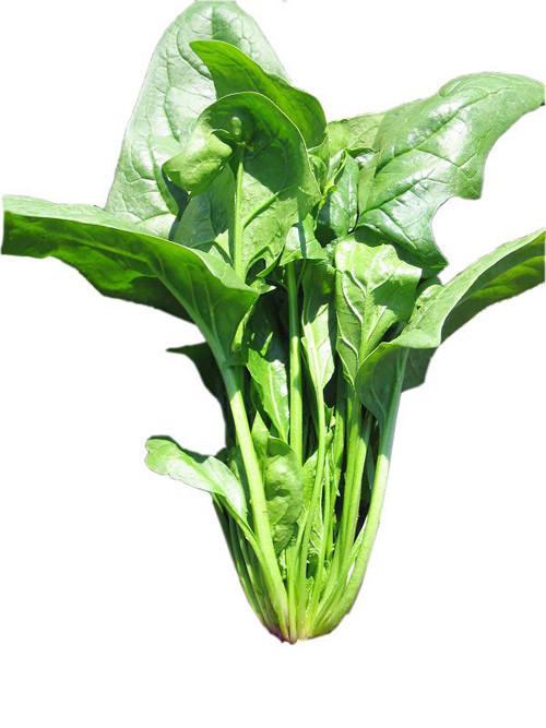 Rau chân vịt tốt cho toàn bộ máy tiêu hóa, và được xem là hiệu quả trong việc làm sạch và phục hồi ruột. Thành phần magie trong rau rất hữu ích cho hoạt động của ruột.